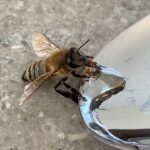 Bade Işcil Instagram - Öğle yemeği saati 🍯 🐝