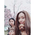 Bea Hayden Kuo Instagram - 🐶🌸 #郭碧婷 #guobiting #beahayden #樱花