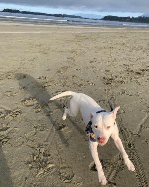 Beau Garrett Instagram - This is Bob Dylan. My attempt at fostering has once again, failed. His age is unclear but what I do know about him doesn’t explain how he came to be such a loving companion. Before he came into my life by way of the incredible organization @hitlivingfoundation he was a bait dog. Used to entice fighting dogs to get in the ring and rip each other to shreds. He had scars all over his body, he cowered at anyone who approached, he wore down all his front teeth due to living in a cage and he most definitely had never seen the inside of a home. In a month, he became the most loving, gentle, calm and well mannered four legged creature I have had the great blessing to know. He is in good hands now and I’m certain my old pup Kona sent him down from the great above to keep me company in these uncharted times. I hope everyone out there is doing what they can to stay safe. Bob and I send you all a bit of love. “I know you haven’t made your mind up yet, but I would never do you wrong. I’ve known it from the moment that we met, no doubt in my mind where you belong.”