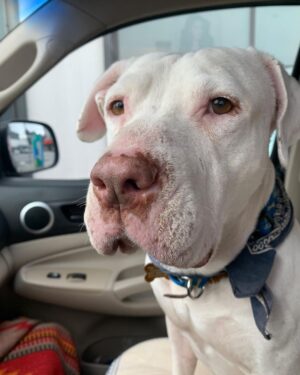 Beau Garrett Instagram - This is Bob Dylan. My attempt at fostering has once again, failed. His age is unclear but what I do know about him doesn’t explain how he came to be such a loving companion. Before he came into my life by way of the incredible organization @hitlivingfoundation he was a bait dog. Used to entice fighting dogs to get in the ring and rip each other to shreds. He had scars all over his body, he cowered at anyone who approached, he wore down all his front teeth due to living in a cage and he most definitely had never seen the inside of a home. In a month, he became the most loving, gentle, calm and well mannered four legged creature I have had the great blessing to know. He is in good hands now and I’m certain my old pup Kona sent him down from the great above to keep me company in these uncharted times. I hope everyone out there is doing what they can to stay safe. Bob and I send you all a bit of love. “I know you haven’t made your mind up yet, but I would never do you wrong. I’ve known it from the moment that we met, no doubt in my mind where you belong.”