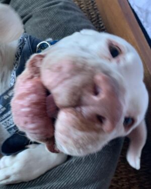 Beau Garrett Instagram - This is Bob Dylan. My attempt at fostering has once again, failed. His age is unclear but what I do know about him doesn’t explain how he came to be such a loving companion. Before he came into my life by way of the incredible organization @hitlivingfoundation he was a bait dog. Used to entice fighting dogs to get in the ring and rip each other to shreds. He had scars all over his body, he cowered at anyone who approached, he wore down all his front teeth due to living in a cage and he most definitely had never seen the inside of a home. In a month, he became the most loving, gentle, calm and well mannered four legged creature I have had the great blessing to know. He is in good hands now and I’m certain my old pup Kona sent him down from the great above to keep me company in these uncharted times. I hope everyone out there is doing what they can to stay safe. Bob and I send you all a bit of love. “I know you haven’t made your mind up yet, but I would never do you wrong. I’ve known it from the moment that we met, no doubt in my mind where you belong.”