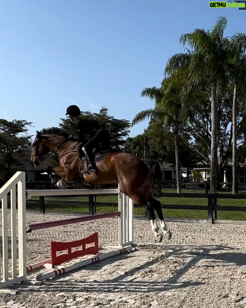 Bella Hadid Instagram - Thank you to all the great trainers and people who allowed me to ride their incredible horses🙏🏽 And my Lucy , Blue , Ami 🤍 I love these animals Wellington International