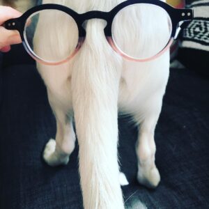 Billy Boyd Instagram - Sometimes when I put glasses on @weebobbyjohnston tail he looks like a mathematics professor