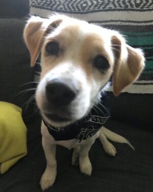Billy Boyd Instagram - @weebobbyjohnston #sweetface #brothersbandana #myweedug
