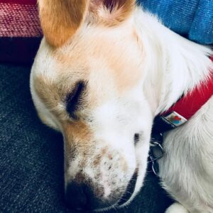 Billy Boyd Instagram - New year has caught up with me and Bobby. Nap day I think.
#2018 #nap #weebobbyjohnston ##tired