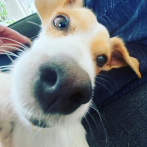 Billy Boyd Instagram - This is the dog that lives with me. His name is Bob