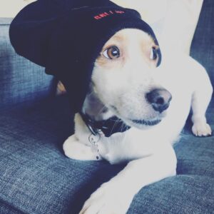 Billy Boyd Instagram - I will be in Warsaw this weekend! Can’t wait! Haven’t been in this magical city since drama school. Really looking forward to it. #warsawcomiccon hope to see you there. https://www.instagram.com/warsawcomiccon/ . Plus....here’s a pic of my dog in a hat.