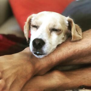 Billy Boyd Instagram - Can you smell feet? I can smell feet. @weebobbyjohnston #funnysmell #myeeedug #sleepy