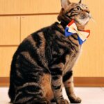 Bonnie Wong Instagram - Captain Meow-vel 🔥❤️‍🔥 #好鍾意呢個CaptainMarvel小bowtie ☺️ #玩咗成晚😂 #希望Dirty下次可以cast中Marvel啲戲 #咁我就可以做星媽