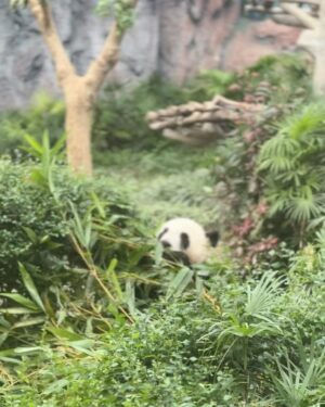 Bravo Instagram - Chumma Jolly ‘uh apdiye HONGKONG varaikkum….😅
——
SWIPE to 10th slide to see 🐼 PANDAS 
——
From BB house to HONGKONG - was quite an expensive therapy but much needed one 😂😎😎

———
#hongkong #hk #hongkong🇭🇰 #travel #travelphotography