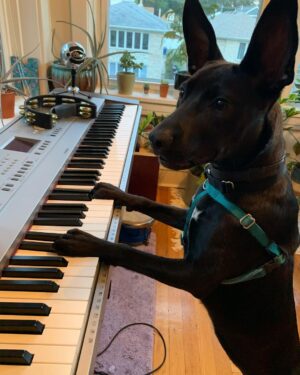 Brian Holden Instagram - For the 3 followers of mine that don’t also follow @merediddys, allow me to introduce you to our new doggy, Luna!!! This is one of my favorite photos of her, because it shows how talented she is! We’ve actually had Luna since July but were seriously unsure if we could keep her because she’s kind of intense. We wanted a cute little dog that was hyper, friendly, had pointy ears and maybe even some magical powers (hence her handle @witchylunadog). We definitely got all of those things with her, but we didn’t realize how much energy she’d have! Just a lot of uncontrollable, everlasting energy with a tinge of dark magic. So it’s been…a journey. A journey full of bite marks on and into my skin. But we’re thankfully moving out of that phase now (after 3 trainers and some helpful medication), and things are looking up for our little doggy-family member!  I have to go because she’s trying to eat my breakfast. Goodbye.