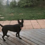 Brian Holden Instagram - We’ve had our @witchylunadog for one year! Here’s a pic from her first walk! And then a video from this morning, when she got a NEW TOY. She has grown up so much and so have we! I love her and am so glad she’s part of our little family. She has been acting absolutely crazy so far this morning, and I can’t think of a better way to celebrate our little best friend. Love you, Luna! And you, too, @merediddys