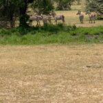 Brittany Lee Lewis Instagram - Nyerere National Park