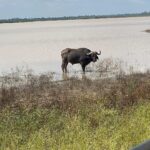 Brittany Lee Lewis Instagram - Nyerere National Park