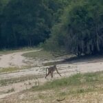 Brittany Lee Lewis Instagram - Nyerere National Park