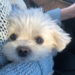 Brooke Sorenson Instagram - Rest easy our sweet Sophie girl. Our family isn’t complete without you and our hearts will hurt every day. 10 years of pure joy. Thank you for loving us & letting us love you, missing you endlessly 🕊️👼🏼 🤍