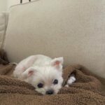 Brooke Sorenson Instagram - Rest easy our sweet Sophie girl. Our family isn’t complete without you and our hearts will hurt every day. 10 years of pure joy. Thank you for loving us & letting us love you, missing you endlessly 🕊️👼🏼 🤍