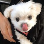 Brooke Sorenson Instagram - Rest easy our sweet Sophie girl. Our family isn’t complete without you and our hearts will hurt every day. 10 years of pure joy. Thank you for loving us & letting us love you, missing you endlessly 🕊️👼🏼 🤍