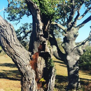 Bryce Dessner Instagram - I am very lucky to walk by these trees most days.