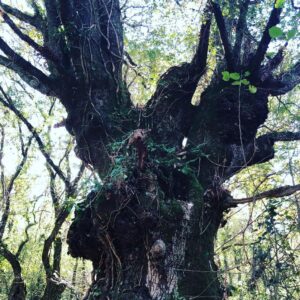 Bryce Dessner Instagram - I am very lucky to walk by these trees most days.