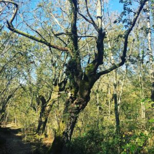 Bryce Dessner Instagram - I am very lucky to walk by these trees most days.