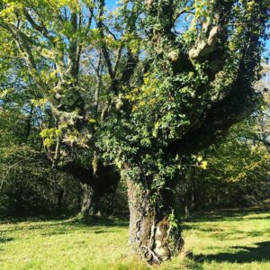 Bryce Dessner Instagram - I am very lucky to walk by these trees most days.