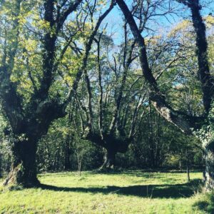 Bryce Dessner Instagram - I am very lucky to walk by these trees most days.