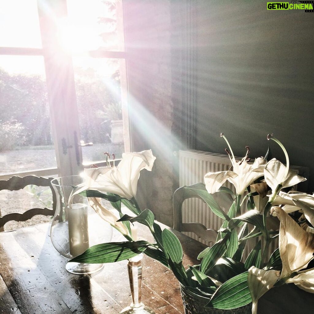 Élodie Ortisset Instagram - Flower bomb (•••) Il est 7h30. Un café. Le silence. Et cette lumière. #outoftheworld #lys #flowers #magicalmoment #photooftheday Gaillac