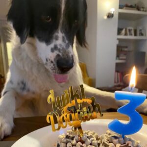 Özlem Akınözü Instagram - Evimizin gözbebeği meleğim benim,iyi ki doğmuşsun ve bizimle olmuşsun🙏🏻🐶çok uzun yıllar sağlıkla birarada🙏🏻❤️🐶 @barinak_melegi @sukranovali @setterlily iyi ki siz🙏🏻🙏🏻🙏🏻