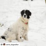 Özlem Akınözü Instagram - Karlar prensi👑🧿🤍 @sems_dogwalker 🙏🏻