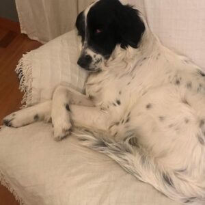 Özlem Akınözü Instagram - 4 Ekim Hayvanları Koruma Günü...1 gün’le değil bir ömür’le korumak🐶sadece sana ait olanı değil hepsini korumak🐶🐰🐹🐼🐻🐣🐺🐴🐞🐌🦋🐛🐝