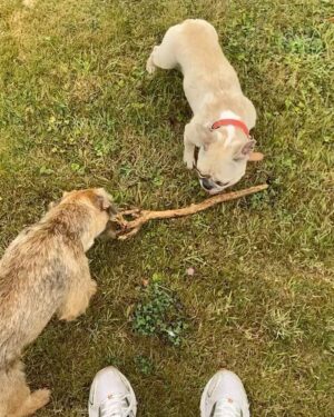 César Domboy Instagram - Ponyo barked and we instantly knew she wanted to go on a romantic weekend in Normandie with the boys. So we complied. 🤍
 - Summer 2022 on film