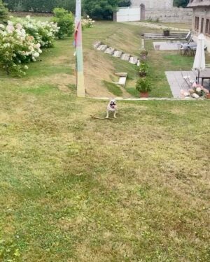 César Domboy Instagram - Ponyo barked and we instantly knew she wanted to go on a romantic weekend in Normandie with the boys. So we complied. 🤍
 - Summer 2022 on film
