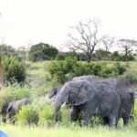 Camila Cabello Instagram - These look like pictures you find on Google but they were REAL PICTURES WE TOOK FROM OUR DRIVES WHAT IS HAPPENING. Singita reserve was clearly the stuff of my dreams. Thank you, Tanzania. God bless you, Africa. Thank you, @grumetifund for being one of the most comprehensive, holistic, impressive conservation organizations I’ve ever seen. my heart will miss Africa every second I’m not there