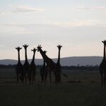 Camila Cabello Instagram – These look like pictures you find on Google but they were REAL PICTURES WE TOOK FROM OUR DRIVES WHAT IS HAPPENING. Singita reserve was clearly the stuff of my dreams. Thank you, Tanzania. God bless you, Africa. Thank you, @grumetifund for being one of the most comprehensive, holistic, impressive conservation organizations I’ve ever seen. my heart will miss Africa every second I’m not there