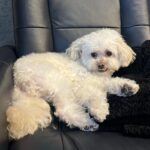 Camila Mendes Instagram - 🐈🐾