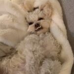 Camila Mendes Instagram - truffle turns 3 today 😭 happy birthday little angel