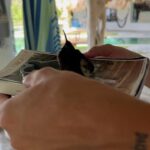 Camilo Instagram - Amanecí ilusionado porque hoy sale mi álbum DELUXE… y Dios me sorprendió con esto: Evaluna descubrió un colibrí que se perdió dentro de la casa y estaba asustado. Tratamos de ayudarlo, y nos permitió conocerlo, conversar con él, Evaluna le preparo un poquito de beber, nos hicimos amigos y pudimos acompañarlo hasta el momento en que retomó su vuelo. Cuando estaba listo para irse, salió a volar y se montó en mi cabeza como despidiéndose, y regalándome uno de los momentos más lindos de mi vida. Yo no sé cómo se comunica Dios con ustedes, pero conmigo lo hace así.