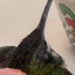 Camilo Instagram - Amanecí ilusionado porque hoy sale mi álbum DELUXE… y Dios me sorprendió con esto: Evaluna descubrió un colibrí que se perdió dentro de la casa y estaba asustado. Tratamos de ayudarlo, y nos permitió conocerlo, conversar con él, Evaluna le preparo un poquito de beber, nos hicimos amigos y pudimos acompañarlo hasta el momento en que retomó su vuelo. Cuando estaba listo para irse, salió a volar y se montó en mi cabeza como despidiéndose, y regalándome uno de los momentos más lindos de mi vida. Yo no sé cómo se comunica Dios con ustedes, pero conmigo lo hace así.