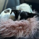 Cara Delevingne Instagram - Mini dump brought to you by jamiroqueer