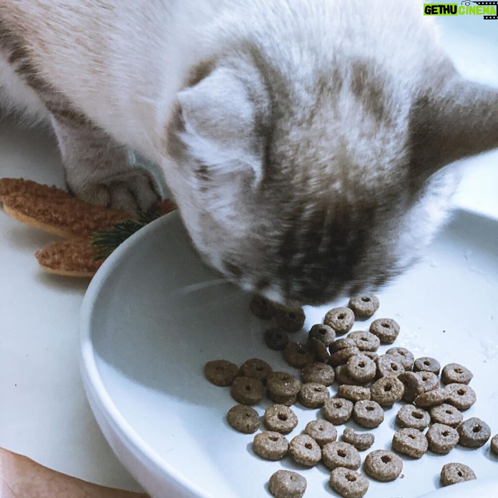 Carlos Nóbrega Instagram - “Huele delicioso. Dame.” ⠀ Un gato bien alimentado será un gato sano y feliz. 🐾🐱⠀ ❤️🐱.Isis está encantada 😺⠀ @amanovapets @theonlyfreshcompany⠀ ⠀ ⠀ Todo ingredientes frescos,saludables y naturales, 🐱qué nunca puede faltar en nuestra casa 🏠 💫⠀ ⠀ ⠀ ⠀ ⠀ ⠀ #onlyfresh #cnlive #iamisis #soyisis ⠀ #amanova #amanovaonlyfresh #amanovapetfood #amanovapets ⠀ #onlyfresh⠀ #petcareonlyfresh #cats #pets #catsofinstagram⠀ #gatos #catstagram #catlife #catlovers⠀ #comidanatural⠀