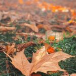 Carlos Nóbrega Instagram - Autumn is a second spring when every leaf is a flower...🍁 ⠀ ⠀ •⠀ •⠀ #autumn #outono #nature #photography