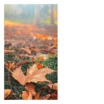 Carlos Nóbrega Instagram - Autumn is a second spring when every leaf is a flower...🍁 ⠀ ⠀ •⠀ •⠀ #autumn #outono #nature #photography