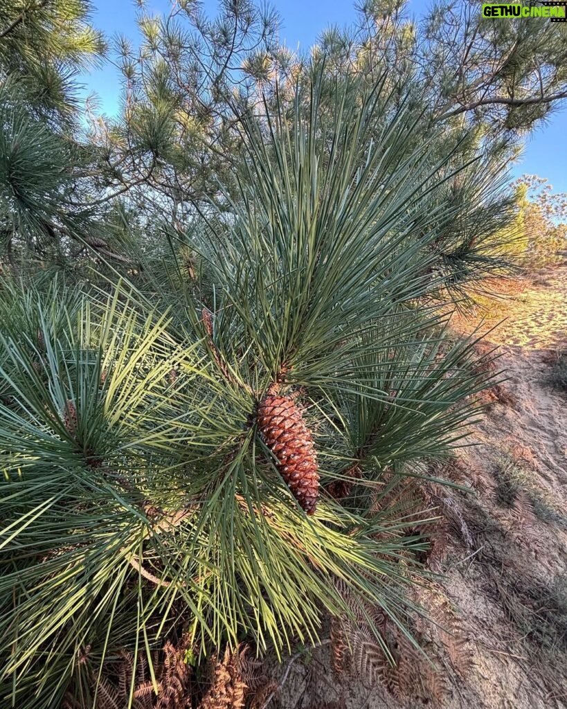 Carole Richert Instagram - Premiers pas, premier selfie, premières impressions, le soleil est là , le ciel est bleu …J’apprécie ce premier jour de l’an, je le vole à la morosité , l’embrasse et vous souhaite une belle année, la nature a un effet si puissant que j’en oublie parfois la réalité et me nourrit de cette beauté partout autour de moi …Je la partage, comme un cadeau…de Nouvel an! Bonjour 2024 ❤️❤️❤️ et mes meilleurs vœux à tous 🙏🌟 #2024 #nouvelan #espoir #paix #joie #douceur