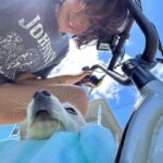 Catherine Bell Instagram – The teeth tho! 🐶 🦷 
@charlie_chi_weenie 
#puppyteeth #puppies #puppiesofinstagram #islandlife #beachlife 
@radpowerbikes
