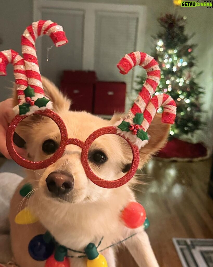 Catherine Bell Instagram - A little “elf” helped with tree trimming this year (his first Christmas with us - we got him Dec 26 last year!) 🐶🎄🤶🏼