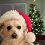 Catherine Bell Instagram – A little “elf” helped with tree trimming this year (his first Christmas with us – we got him Dec 26 last year!) 🐶🎄🤶🏼