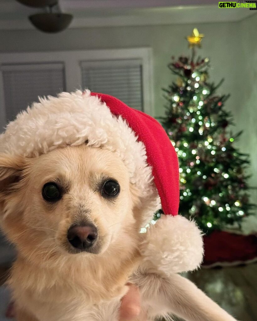 Catherine Bell Instagram - A little “elf” helped with tree trimming this year (his first Christmas with us - we got him Dec 26 last year!) 🐶🎄🤶🏼