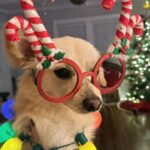 Catherine Bell Instagram – A little “elf” helped with tree trimming this year (his first Christmas with us – we got him Dec 26 last year!) 🐶🎄🤶🏼