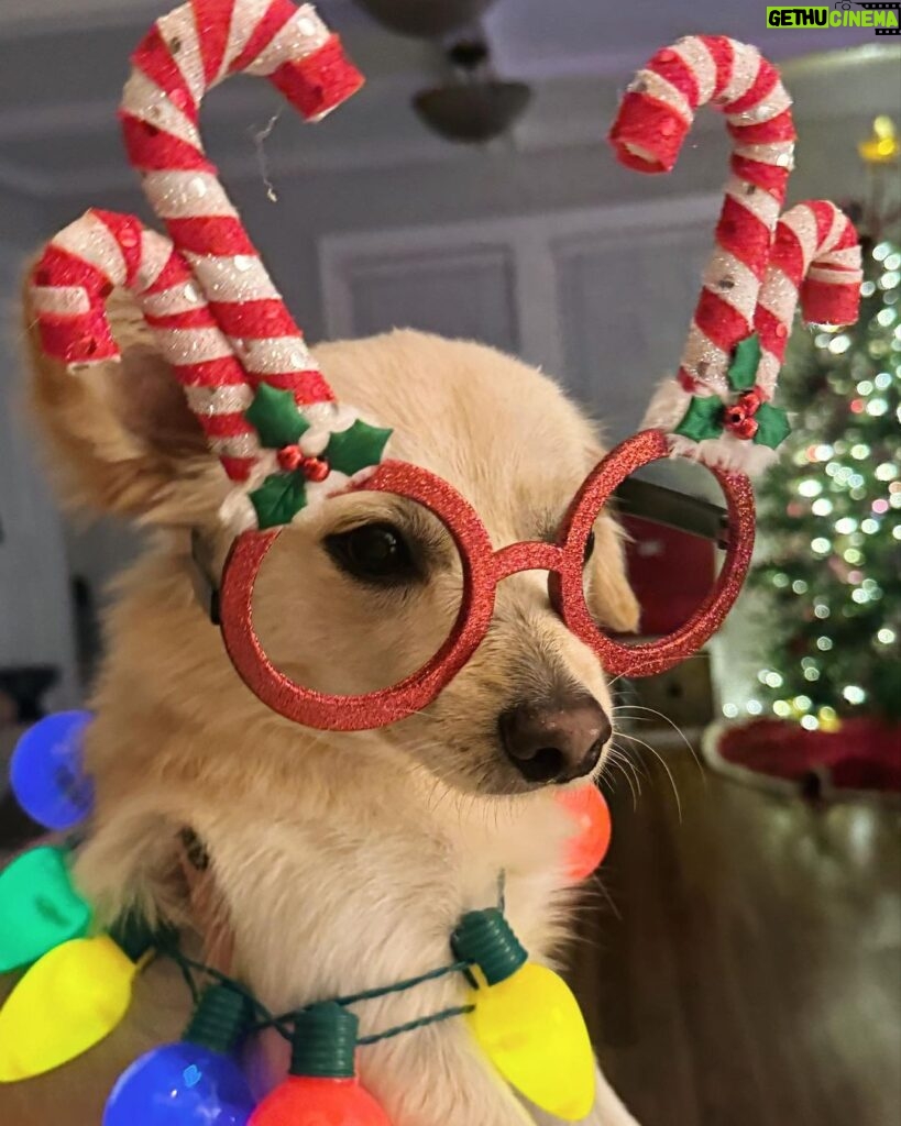 Catherine Bell Instagram - A little “elf” helped with tree trimming this year (his first Christmas with us - we got him Dec 26 last year!) 🐶🎄🤶🏼